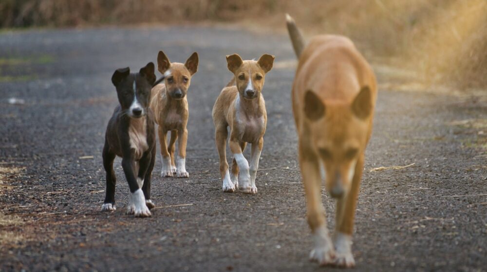 Gadžin Han: Meštani pokrenuli peticiju protiv gradnje azila za pse u blizini sela duge Poljane 1