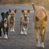 Gadžin Han: Meštani pokrenuli peticiju protiv gradnje azila za pse u blizini sela duge Poljane 8