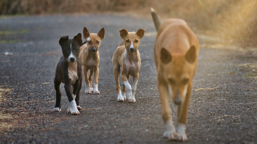 "Hitno povucite Nacrt Zakona o dobrobiti životinja": Profesorka Pravnog fakulteta u Nišu Nataša Stojanović pisala Ministarstvu 3