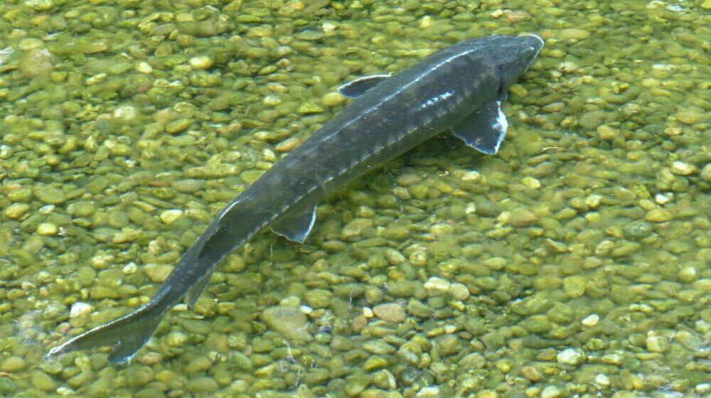 Dunavska jesetra, strogo zaštićena vrsta ribe, pronađena u Tisi 1