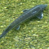 Dunavska jesetra, strogo zaštićena vrsta ribe, pronađena u Tisi 1