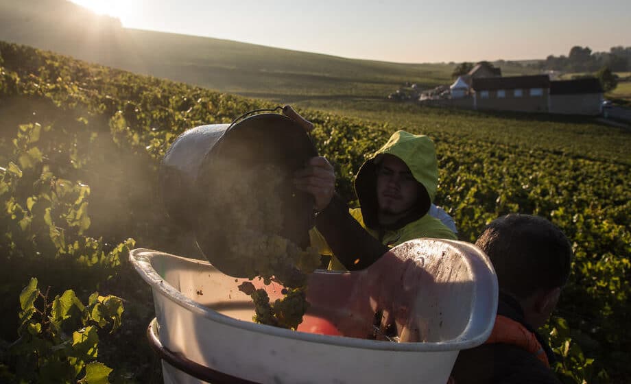 „Ekstremno niska“ proizvodnja vina na svetskom nivou 1