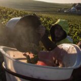 „Ekstremno niska“ proizvodnja vina na svetskom nivou 12