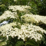 Zova - za šta se sve koristi i za šta je delotvorna? 3