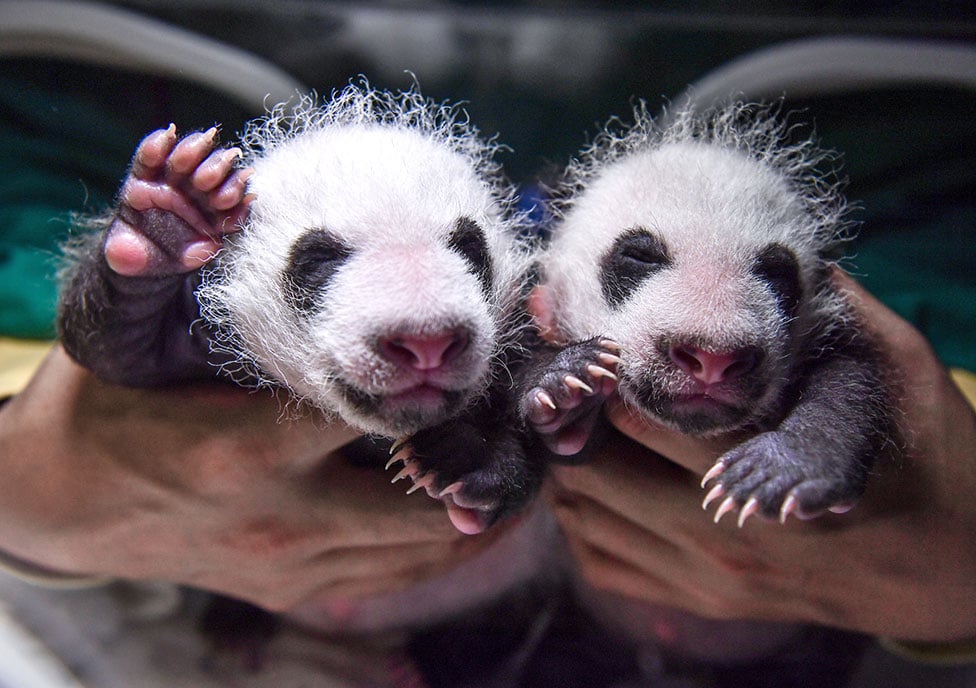 Dva mladunčeta džinovske pande u Nacionarnom rezervatu Volong u kineskoj provinciji Sičuan.