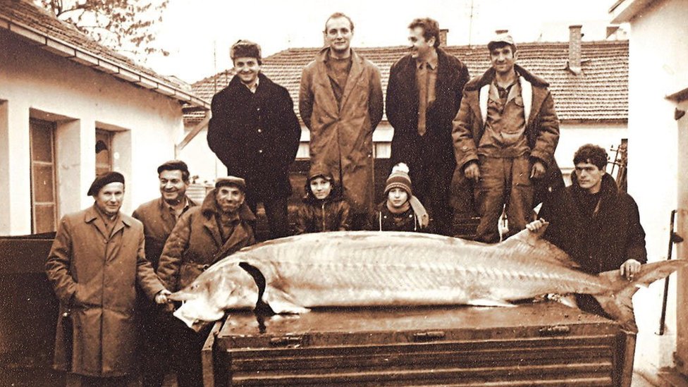 Srbija, hrana i priroda: Kladovski kavijar - crno zlato iz plavog Dunava 2 Moruna u Kladovu