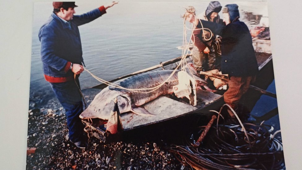 Srbija, hrana i priroda: Kladovski kavijar - crno zlato iz plavog Dunava 6 Moruna i Dunav