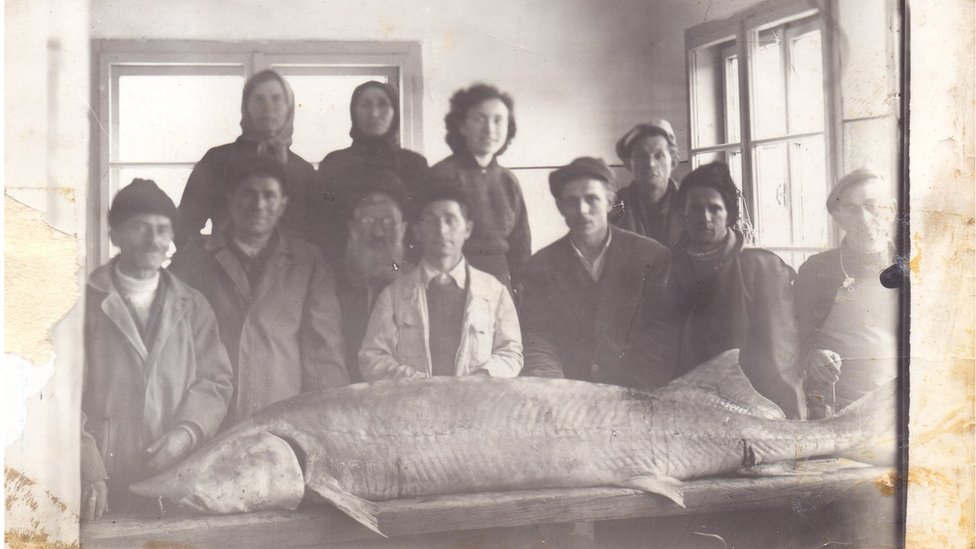 Srbija, hrana i priroda: Kladovski kavijar - crno zlato iz plavog Dunava 9 Moruna u Kladovu i Vjera Dejnega