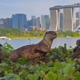 Životinje i Singapur: Vidre napale čoveka u Botaničkoj bašti, uplašio se da će ga ubiti 3