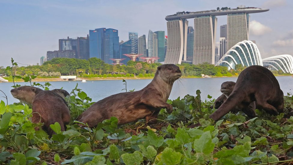 Životinje i Singapur: Vidre napale čoveka u Botaničkoj bašti, uplašio se da će ga ubiti 1 Otters pictured in Singapore