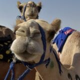 Izbor za najlepšu kamilu: Diskvalifikovane sa takmičenja zbog botoksa 4