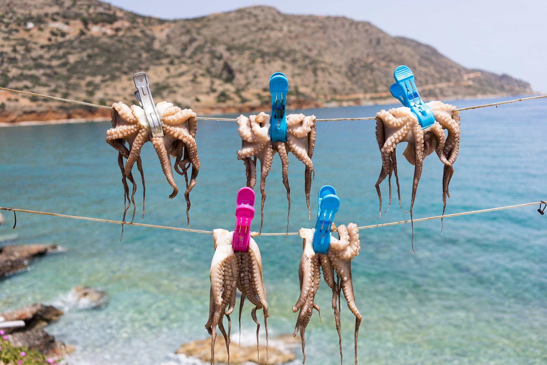 Dobrobit životinja: Prva farma hobotnica na svetu - treba li je zabraniti 2 Octopuses drying on a line