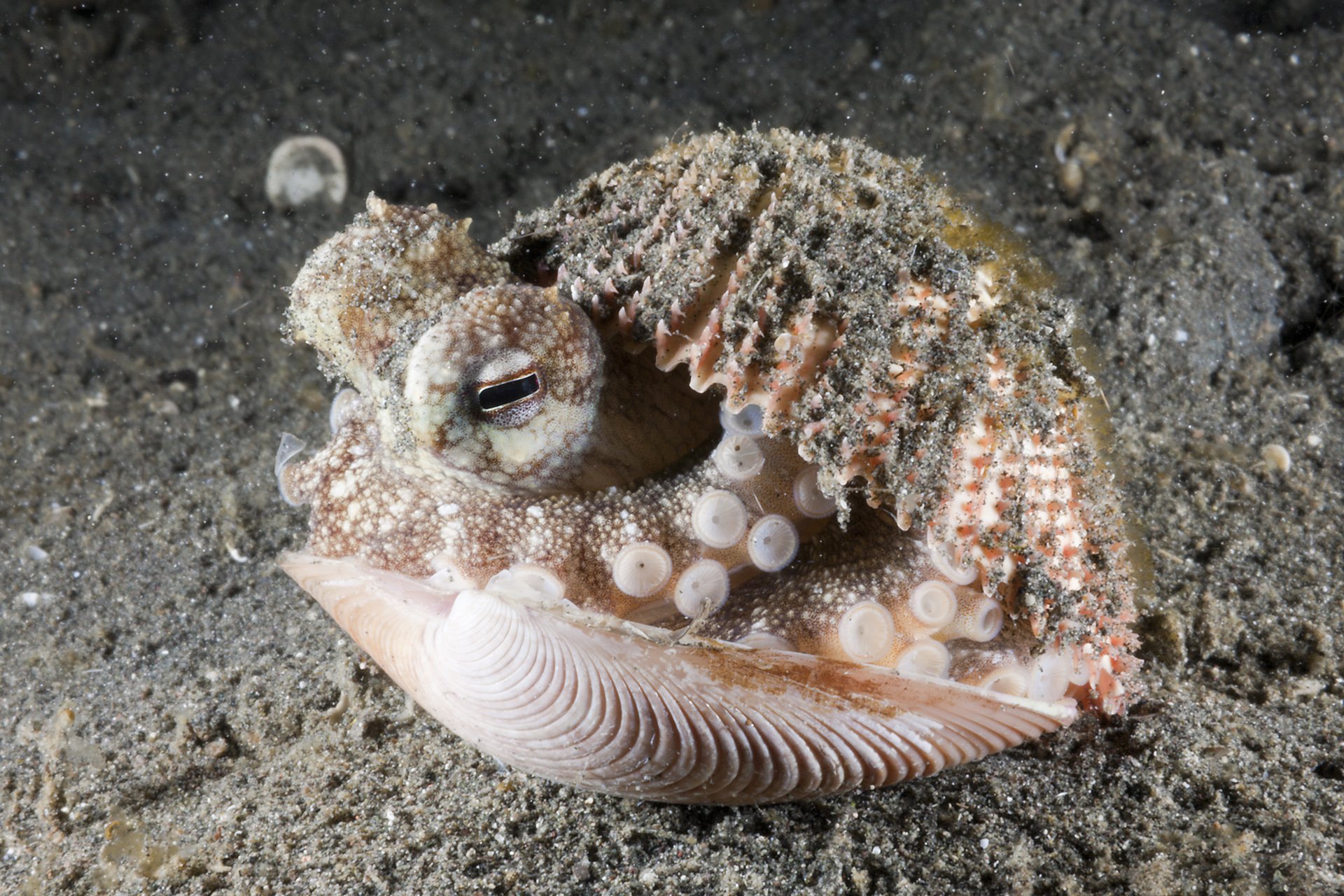 Dobrobit životinja: Prva farma hobotnica na svetu - treba li je zabraniti 3 Coconut Octopus hiding in a shell, North Sulawesi, Indonesia