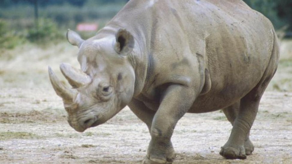 Afrika i životinje: Za dve nedelje ubijena 24 nosoroga 1 nosorog