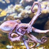 Dobrobit životinja: Prva farma hobotnica na svetu - treba li je zabraniti 11