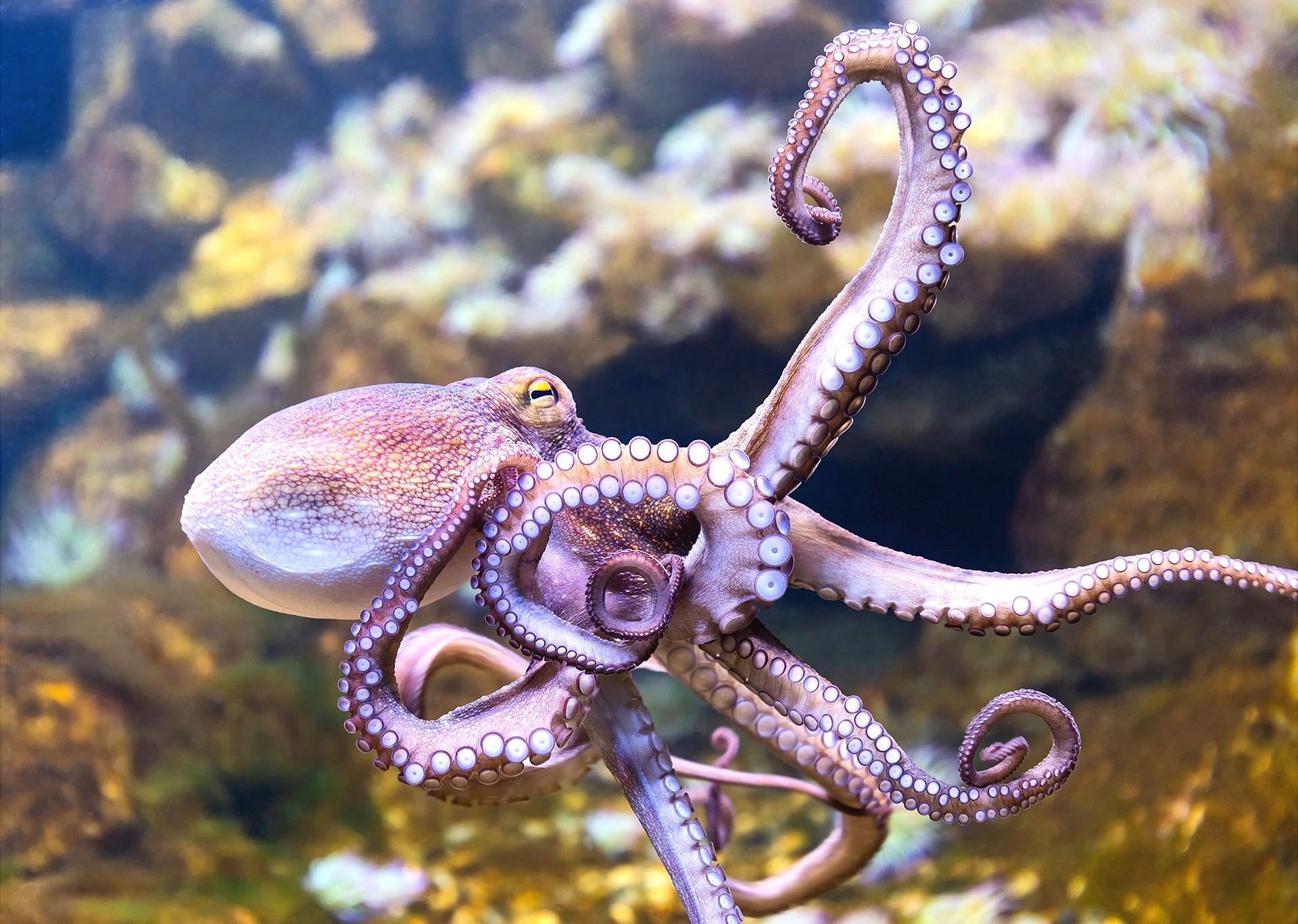 Dobrobit životinja: Prva farma hobotnica na svetu - treba li je zabraniti 1 Octopuses have the largest and most complex brains of any invertebrate