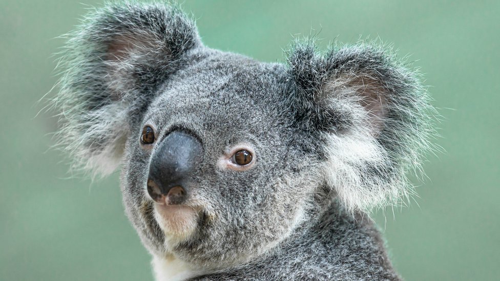 A koala bear