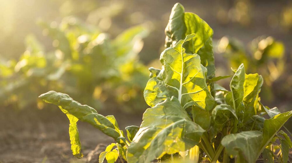 Povrće iz Taraša u veletrgovinama 1