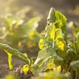 Povrće iz Taraša u veletrgovinama 8