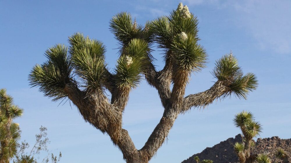 Juma: Vetar i neobično drvo 1