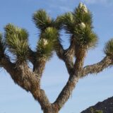 Juma: Vetar i neobično drvo 1