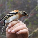 Na Zrenjaninskom putu stradaju ptice 9