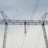 Labudovi i guske najviše stradaju na dalekovodima 4