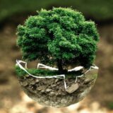 Ministarstvo za zaštitu životne sredine dodelilo sredstva za 42 projekta pošumljavanja 14