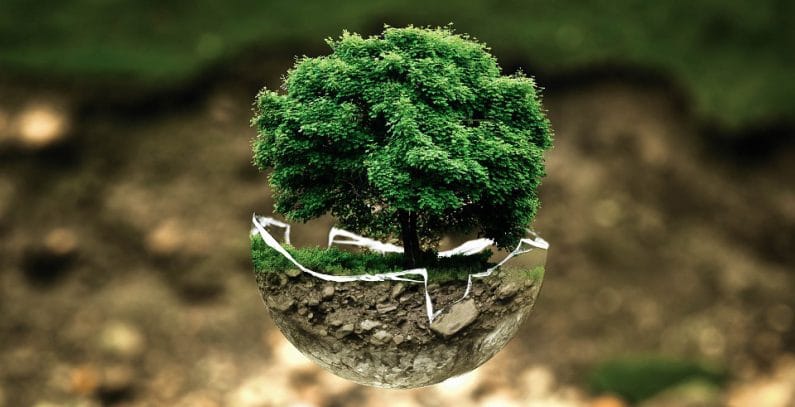 Ministarstvo za zaštitu životne sredine dodelilo sredstva za 42 projekta pošumljavanja 1