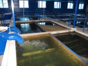 Niš: Opet bez vode deo grada od Njegoševe ulice do Minovog naselja 1