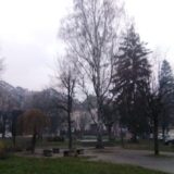 Podela besplatnih sadnica belog jasena u Užicu 5