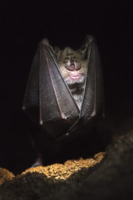 Jevtic_Tijana_Potkovičar_Potpecka pecina_2016 08 10 Užičanka Tijana Jevtić: Aktivista sam povremeno, prirodnjak sam za ceo život (FOTO) 4