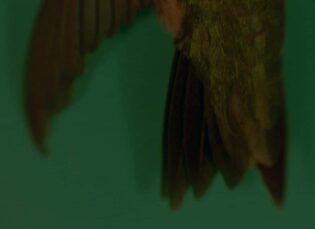 Kako bi grancica jele zamenila pero Festival posvećen alhemiji filmske trake 2