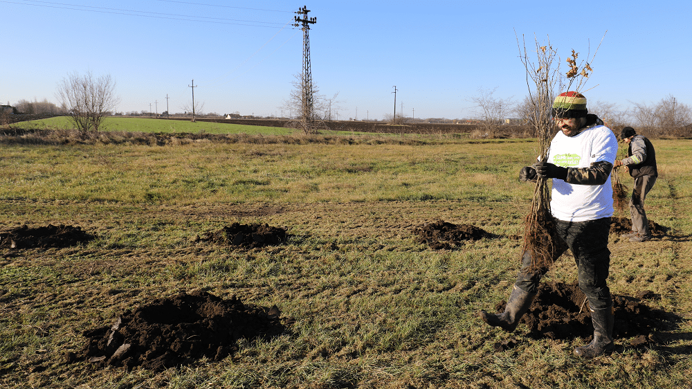 SBB fondacija posadila preko 1.500 stabala u Kikindi 2 SBB fondacija posadila preko 1.500 stabala u Kikindi 2