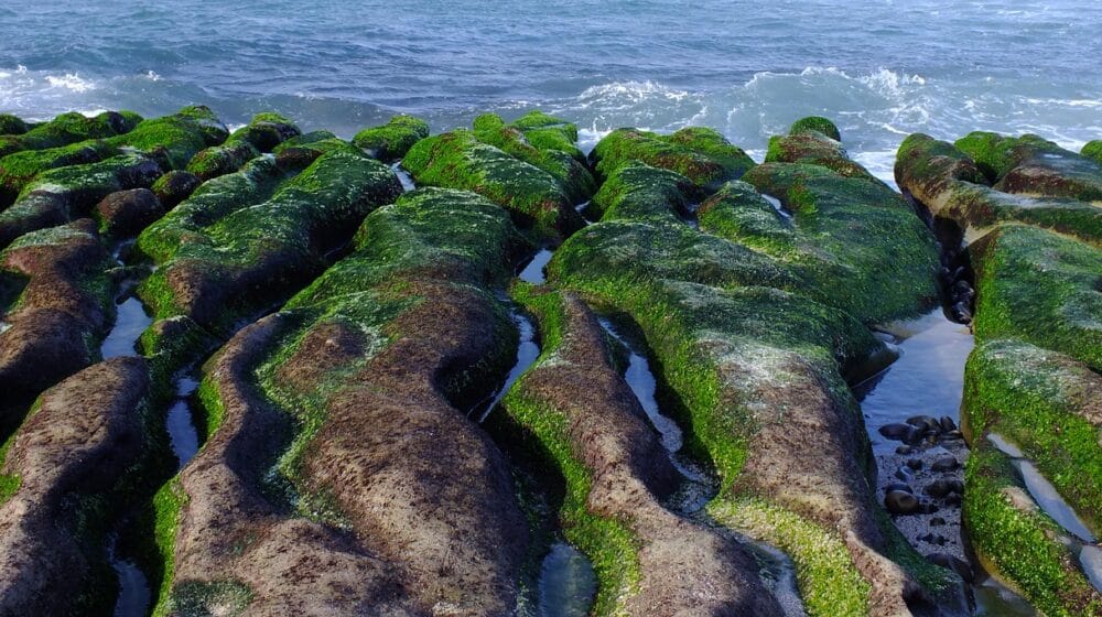 Mogu li zelene alge da spreče infekciju ljudskih ćelija korona virusom? 1
