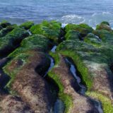Mogu li zelene alge da spreče infekciju ljudskih ćelija korona virusom? 4