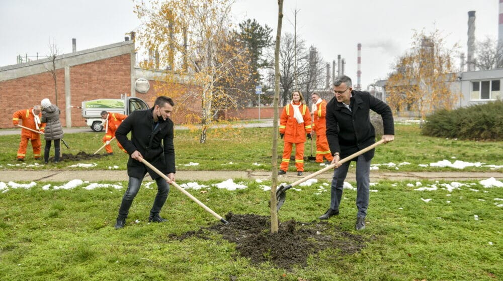 Zaposleni NIS-a zasadili u Pančevu 500 sadnica javora i platana 1