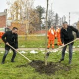 Zaposleni NIS-a zasadili u Pančevu 500 sadnica javora i platana 2