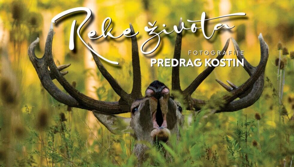 Divljina na fotografijama Zrenjaninca Predraga Kostina 1