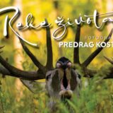 Divljina na fotografijama Zrenjaninca Predraga Kostina 1