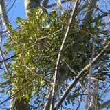 Bela imela - mitski grm 4