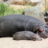 Dva nilska konja u belgijskom zoo vrtu dobila kovid-19 6