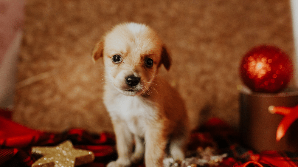 “Novogodišnji pet festival” u TC “Galerija” 1