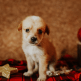 “Novogodišnji pet festival” u TC “Galerija” 5