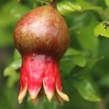 Divlji nar - voće i lek 5