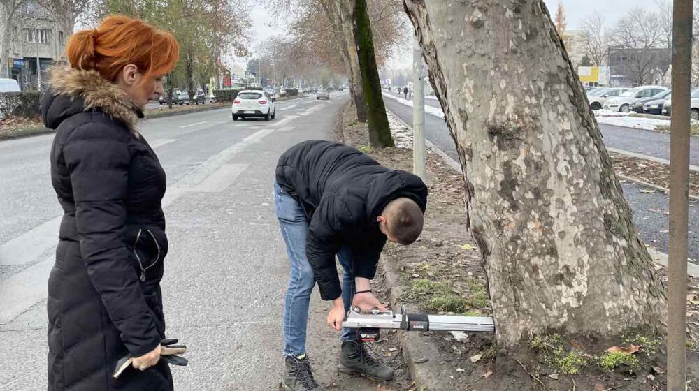 Podmlađivanje i orezivanje drvoreda na Futoškom putu 1