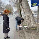 Podmlađivanje i orezivanje drvoreda na Futoškom putu 1