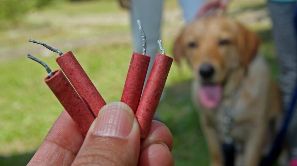 Kako će Šapić da deli novac od novogodišnjeg vatrometa - udruženjima za zaštitu životinja ništa nije jasno 1