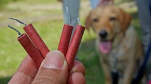 U 300 beogradskih škola edukacija o opasnostima od petardi 1