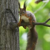 Evropske veverice odolevaju klimatskim promenama, pokazuje nova studija 6